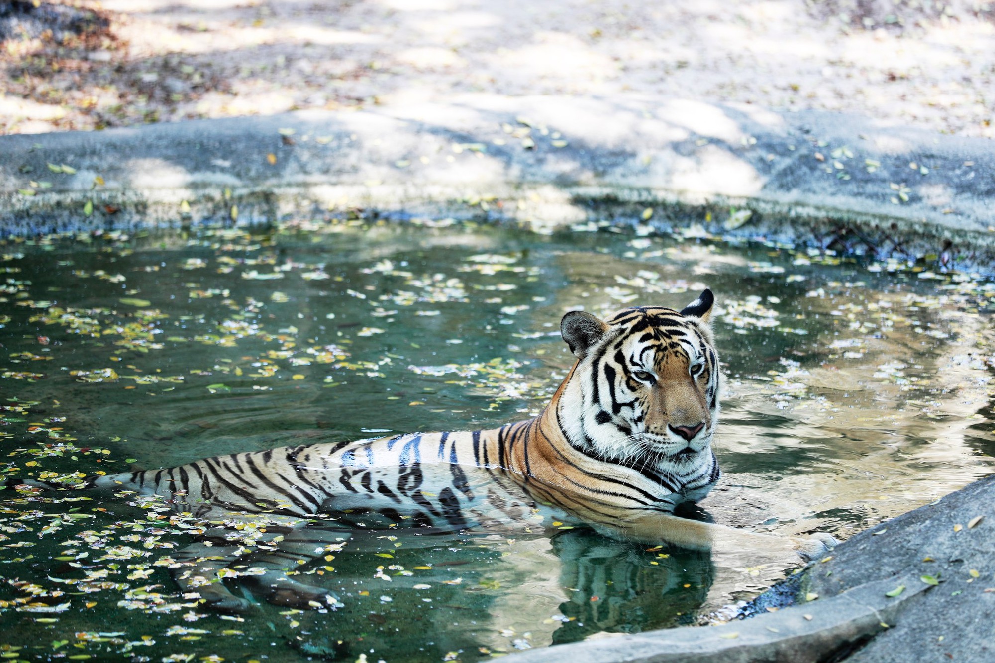 Khu du lịch Đại Nam của vợ chồng bà Nguyễn Phương Hằng từng gây chú ý với công trình quy tụ 800 cá thể quý hiếm với mô hình "mở" đầu tiên ở Việt Nam - Ảnh 1