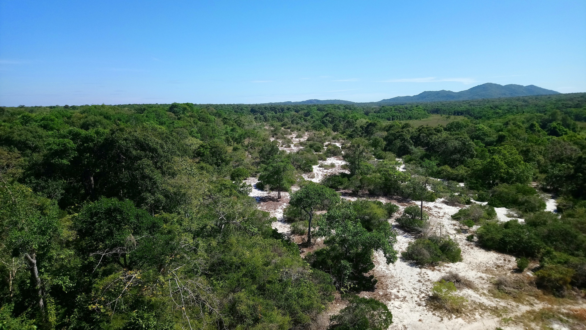 Làm rõ nguyên nhân giảm hơn 17.700 ha rừng tự nhiên ở Lâm Đồng - Ảnh 1