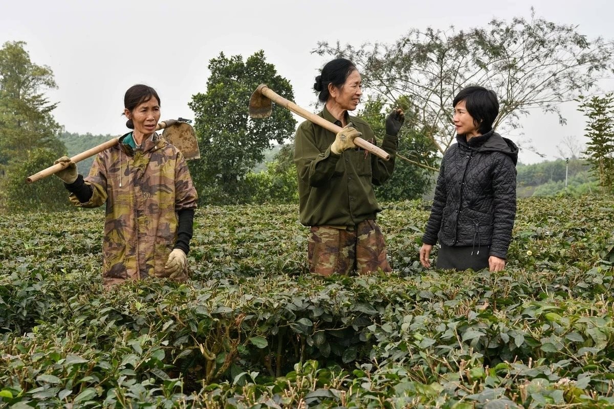 Hồi sinh loại cây từng bị đốn làm củi, chứa 'chất quý' gấp 135 lần bình thường, nữ giám đốc thu hơn 1 tỷ đồng/tấn - Ảnh 3
