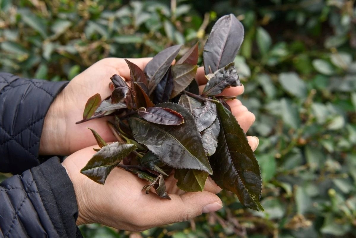 Hồi sinh loại cây từng bị đốn làm củi, chứa 'chất quý' gấp 135 lần bình thường, nữ giám đốc thu hơn 1 tỷ đồng/tấn - Ảnh 2