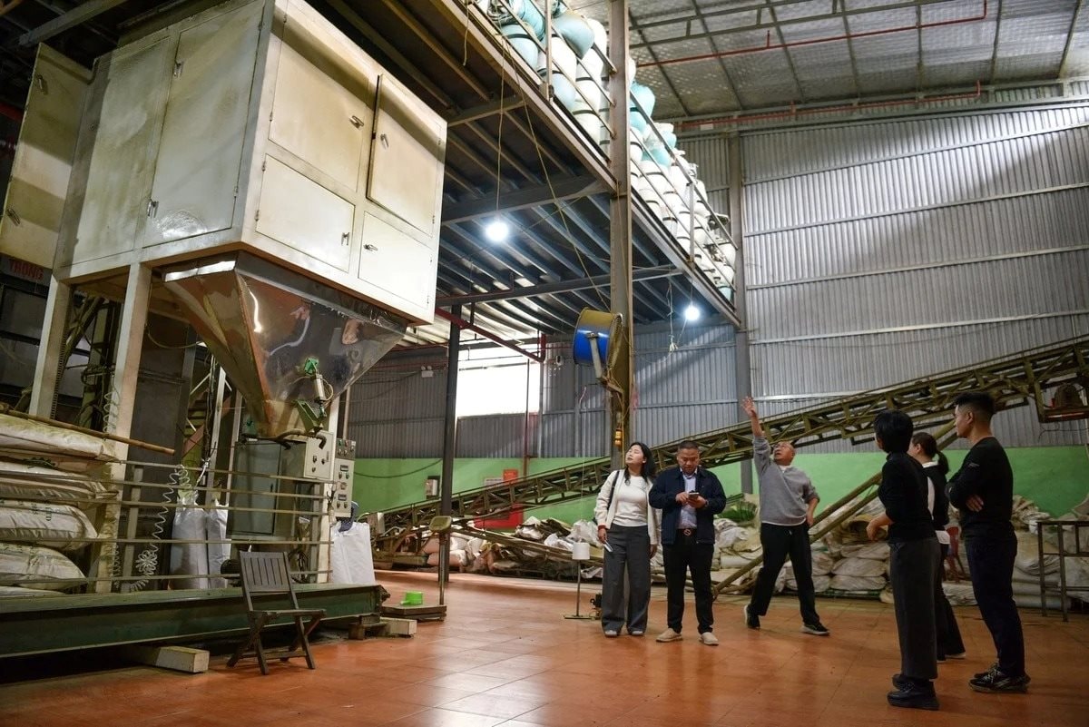 Hồi sinh loại cây từng bị đốn làm củi, chứa 'chất quý' gấp 135 lần bình thường, nữ giám đốc thu hơn 1 tỷ đồng/tấn - Ảnh 4