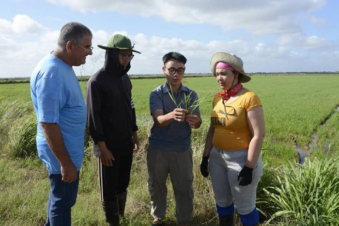 Việt Nam mang "công thức đặc biệt" sang Cuba, năng suất lúa tăng gấp đôi gây bất ngờ - Ảnh 1