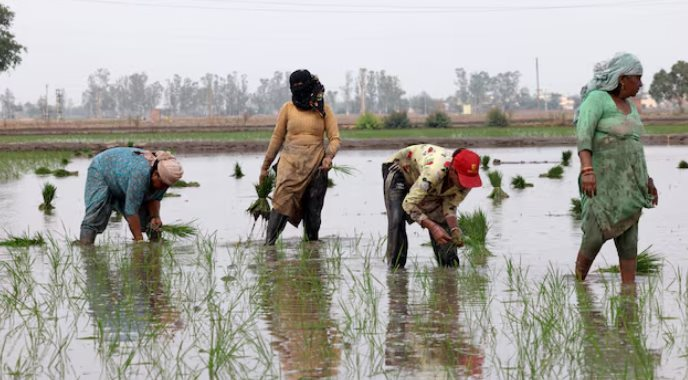 Ông trùm xuất khẩu gạo lớn nhất thế giới đón sóng gió: Hơn 400.000 tấn gạo ùn ứ tại các cảng, chi phí vận chuyển tăng vọt - Ảnh 1