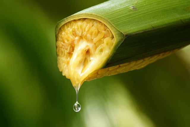 Vợ chồng Thạc sĩ bỏ phố về quê lập nghiệp "mát-xa hoa dừa": Thu 30 tỷ/năm, xuất khẩu loạt nước lớn - Ảnh 2