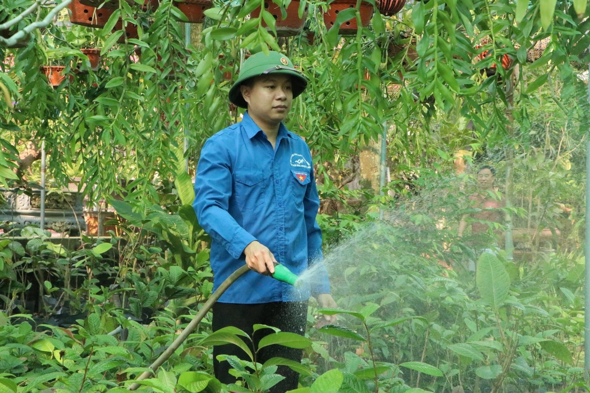 Sở hữu hơn 1ha loại cây trốn nắng ra "vàng", chàng trai trẻ ở Phú Thọ thu lãi hàng tỷ đồng - Ảnh 2