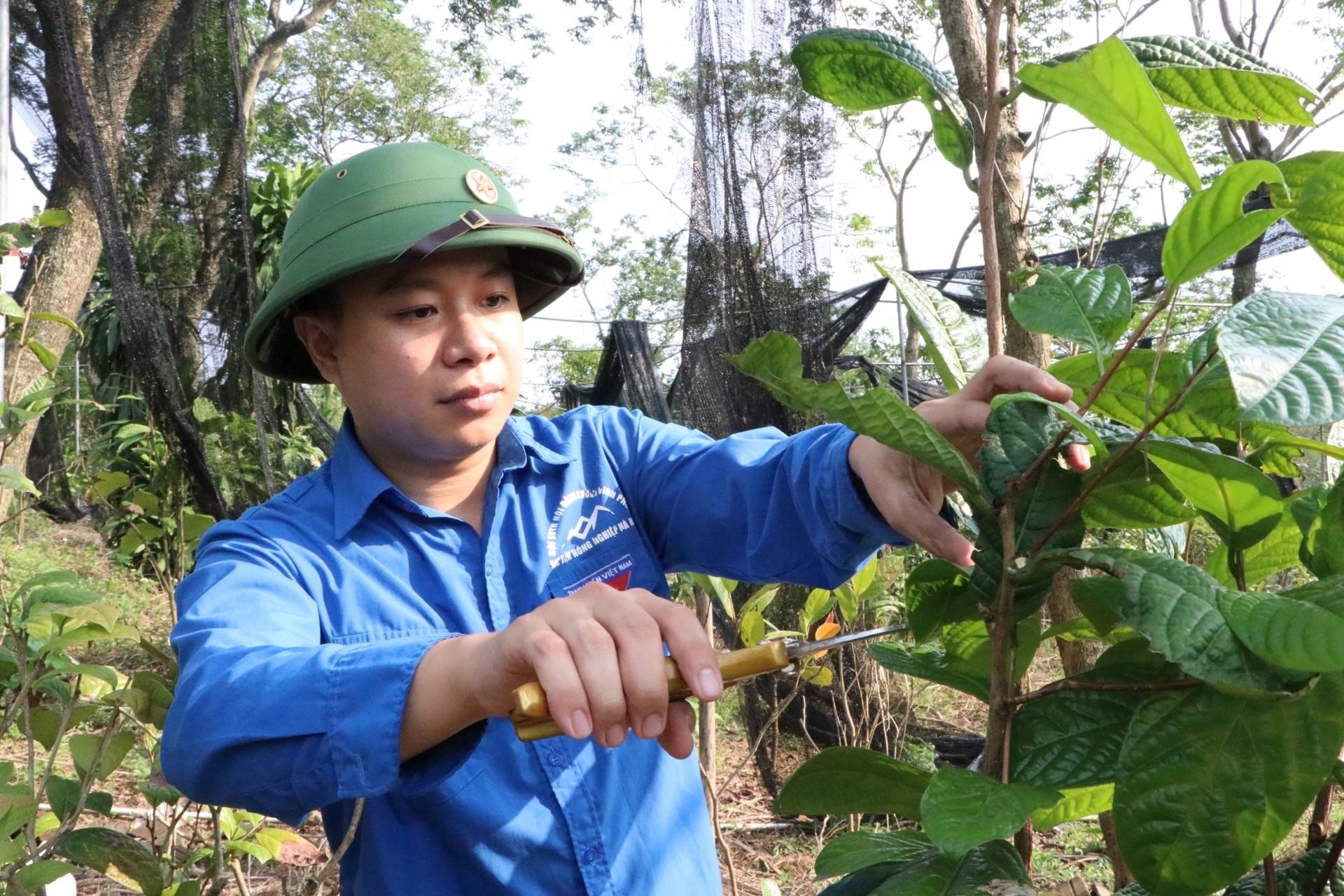 Sở hữu hơn 1ha loại cây trốn nắng ra "vàng", chàng trai trẻ ở Phú Thọ thu lãi hàng tỷ đồng - Ảnh 1