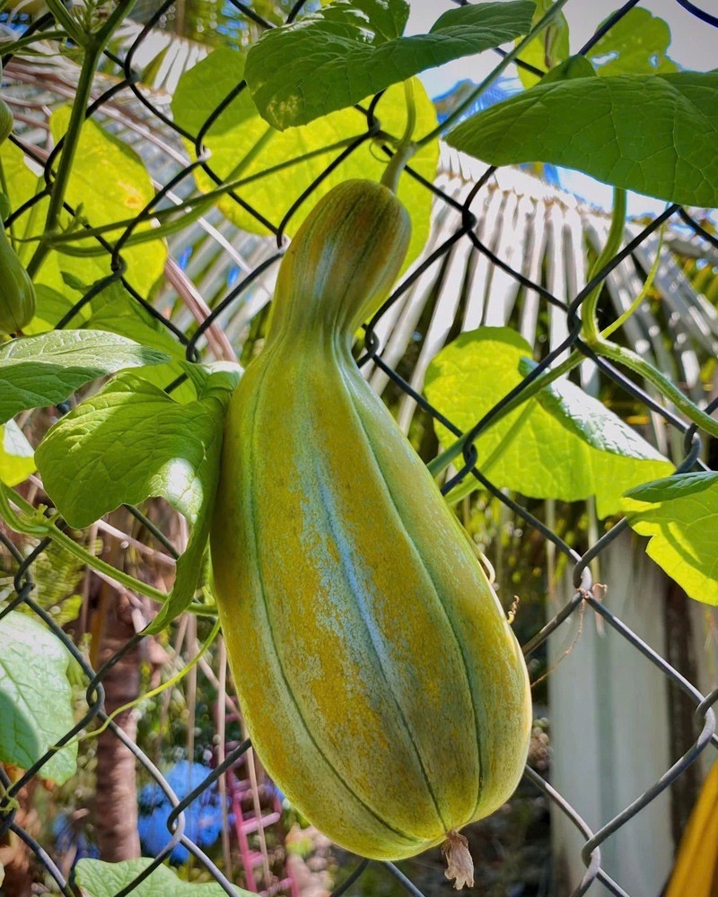 Ngỡ ngàng nam công nhân biến khoảng sân trọ 3m2 thành vườn rau quả "lúc lỉu" - Ảnh 6