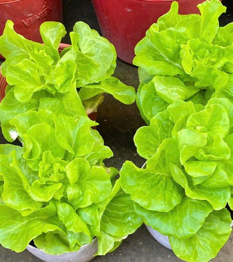 Ngỡ ngàng nam công nhân biến khoảng sân trọ 3m2 thành vườn rau quả "lúc lỉu" - Ảnh 7