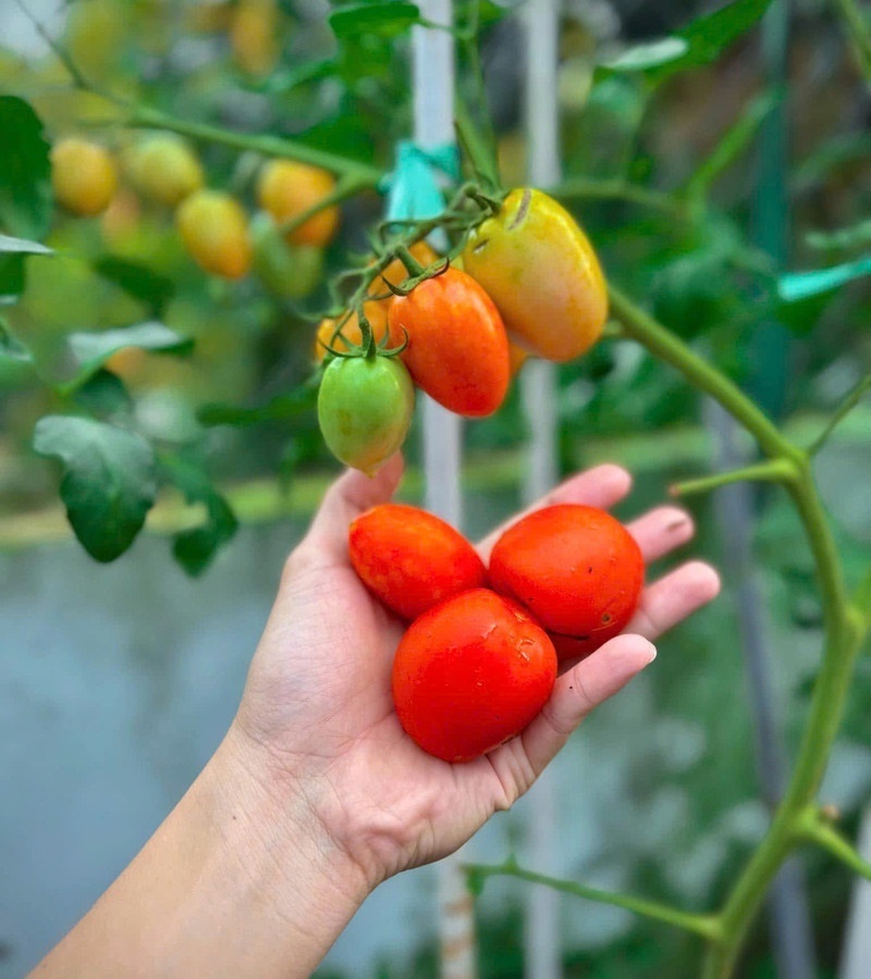 Ngỡ ngàng nam công nhân biến khoảng sân trọ 3m2 thành vườn rau quả "lúc lỉu" - Ảnh 8