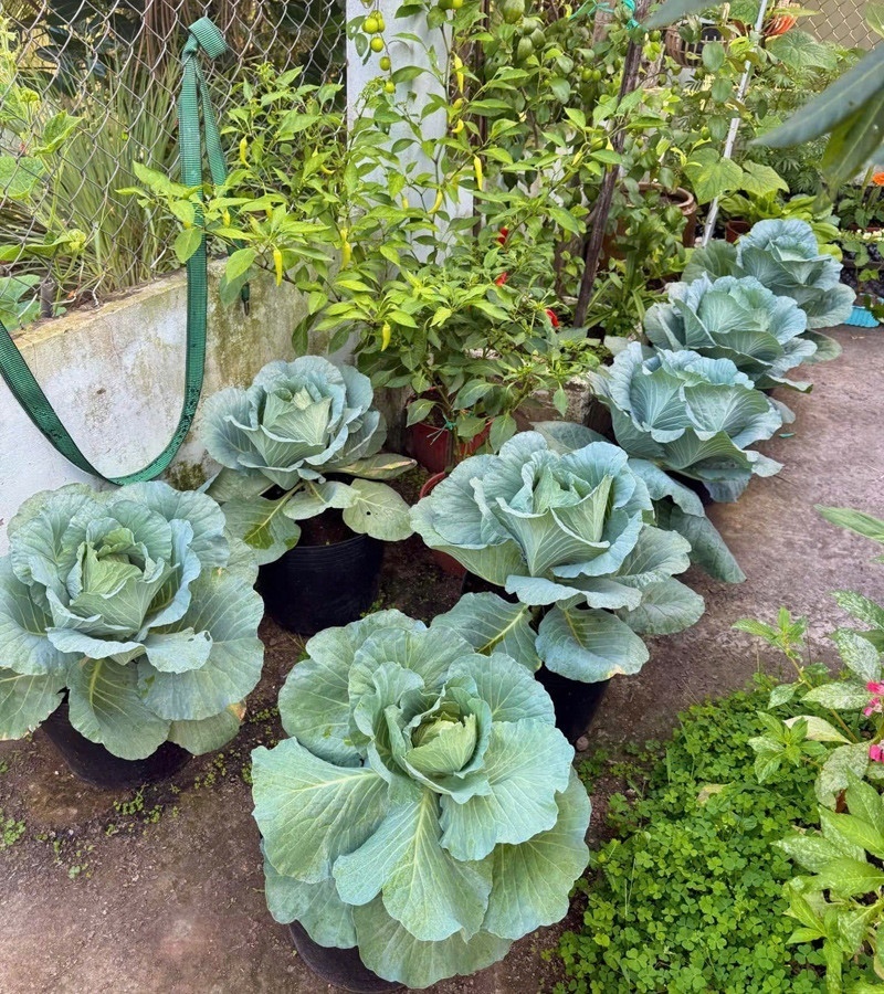 Ngỡ ngàng nam công nhân biến khoảng sân trọ 3m2 thành vườn rau quả "lúc lỉu" - Ảnh 3