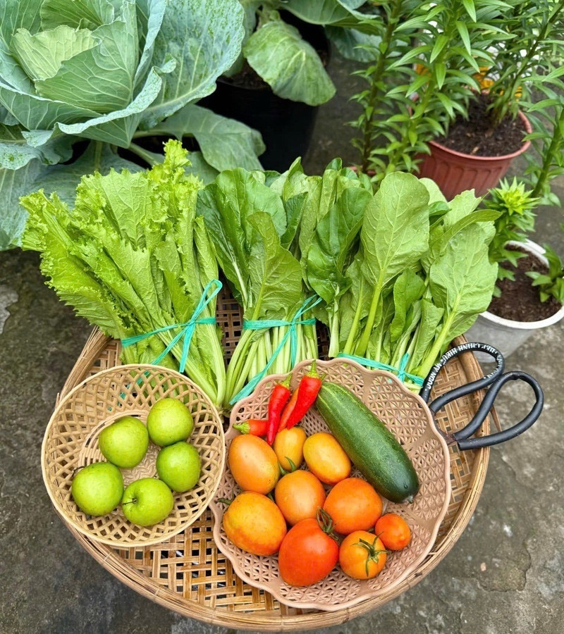 Ngỡ ngàng nam công nhân biến khoảng sân trọ 3m2 thành vườn rau quả "lúc lỉu" - Ảnh 4