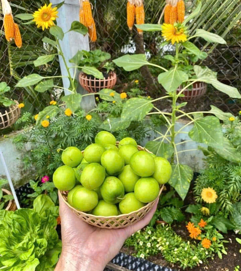 Ngỡ ngàng nam công nhân biến khoảng sân trọ 3m2 thành vườn rau quả "lúc lỉu" - Ảnh 9