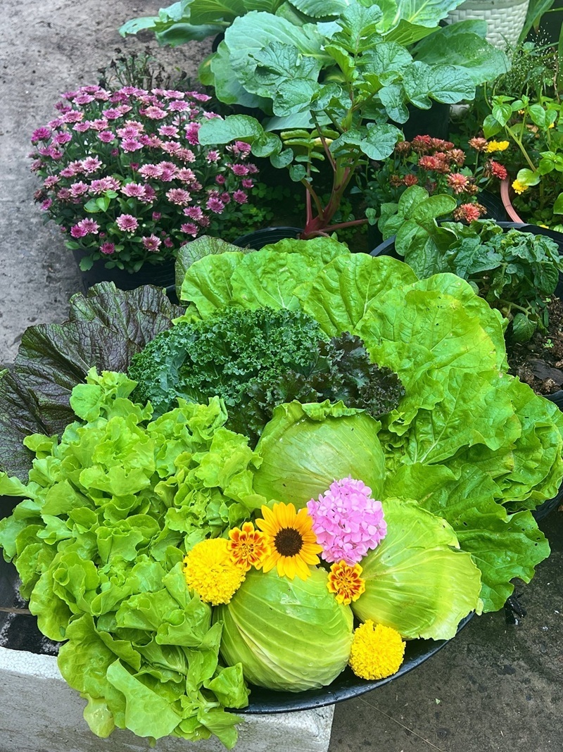 Ngỡ ngàng nam công nhân biến khoảng sân trọ 3m2 thành vườn rau quả "lúc lỉu" - Ảnh 10