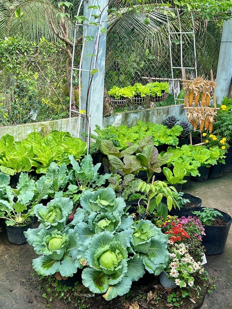 Ngỡ ngàng nam công nhân biến khoảng sân trọ 3m2 thành vườn rau quả "lúc lỉu" - Ảnh 1