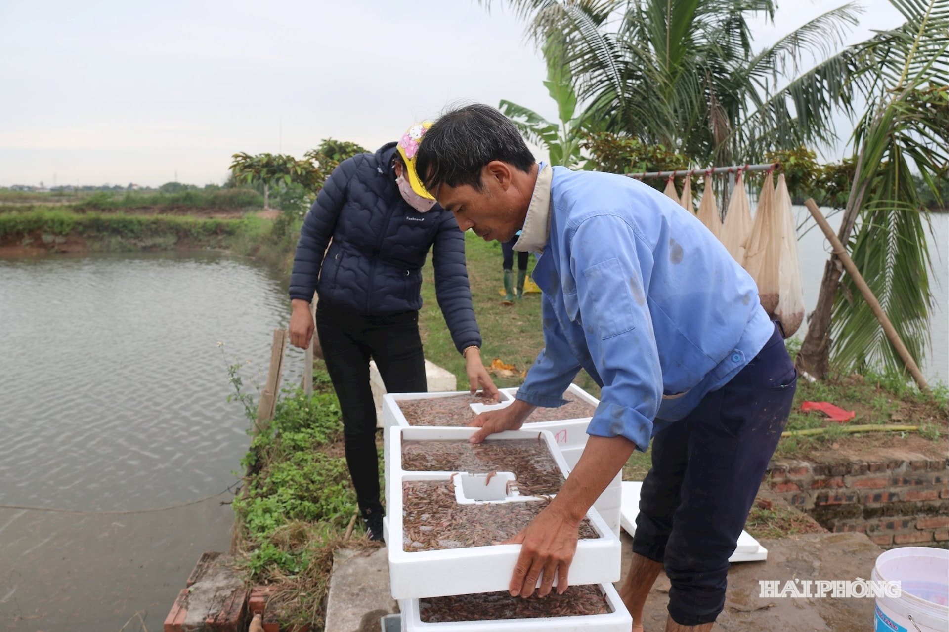 Nông dân Hải Phòng thu 25 tỷ/năm nhờ nuôi loài vật bò "nhung nhúc" dày đặc, kéo cả du khách đến vớt - Ảnh 2