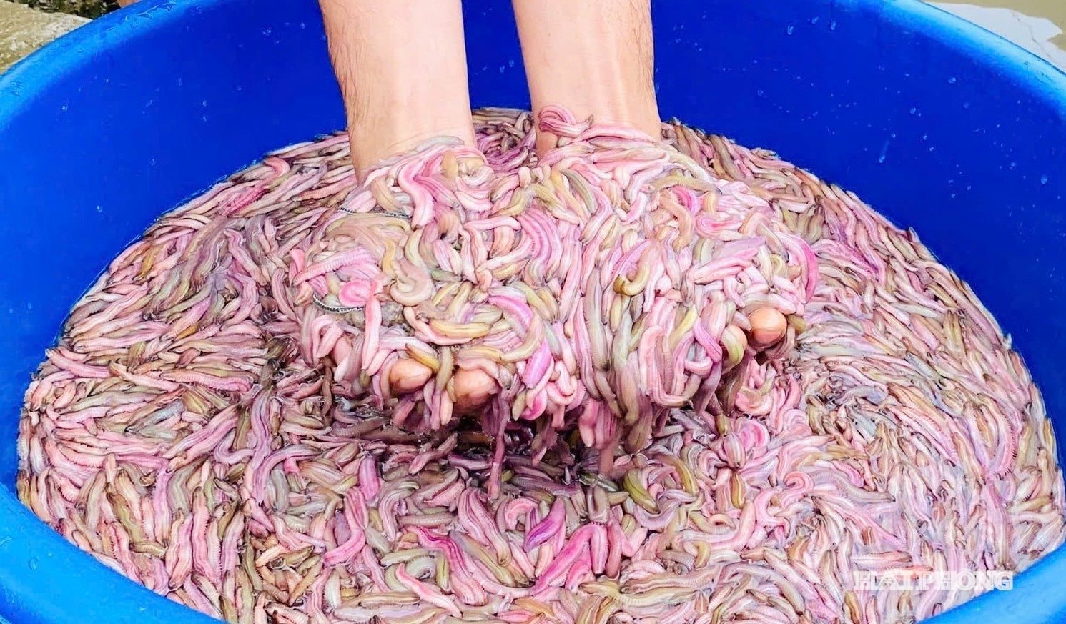 Nông dân Hải Phòng thu 25 tỷ/năm nhờ nuôi loài vật bò "nhung nhúc" dày đặc, kéo cả du khách đến vớt - Ảnh 3