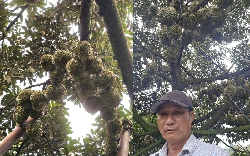 Người nông dân Đắk Lắk thu 15 tỷ/năm nhờ thứ quả 'ngửi thì nồng, ăn thì nghiện': Làm nông nghiệp tử tế, người Việt không thể nghèo - Ảnh 1