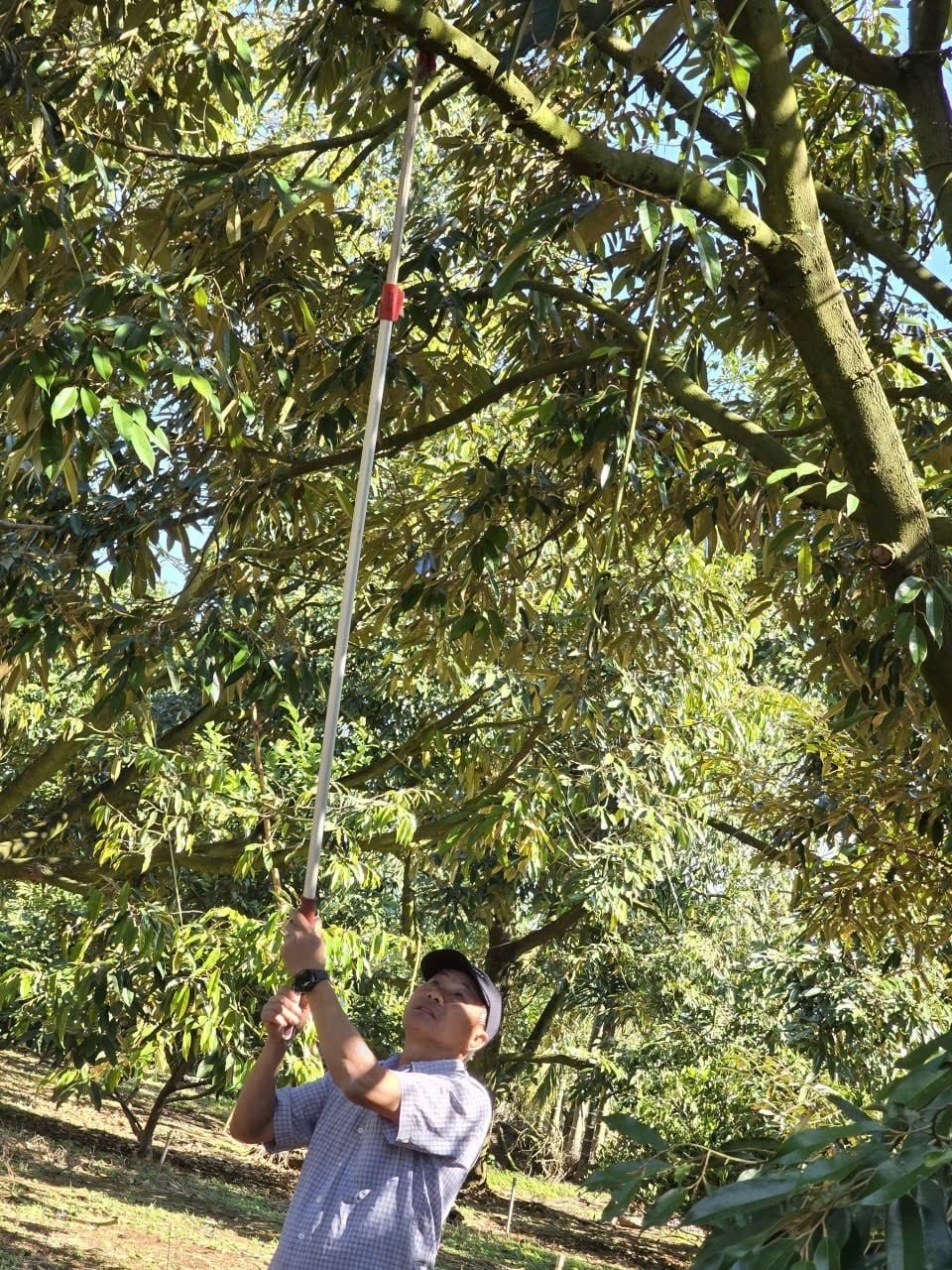 Người nông dân Đắk Lắk thu 15 tỷ/năm nhờ thứ quả 'ngửi thì nồng, ăn thì nghiện': Làm nông nghiệp tử tế, người Việt không thể nghèo - Ảnh 2