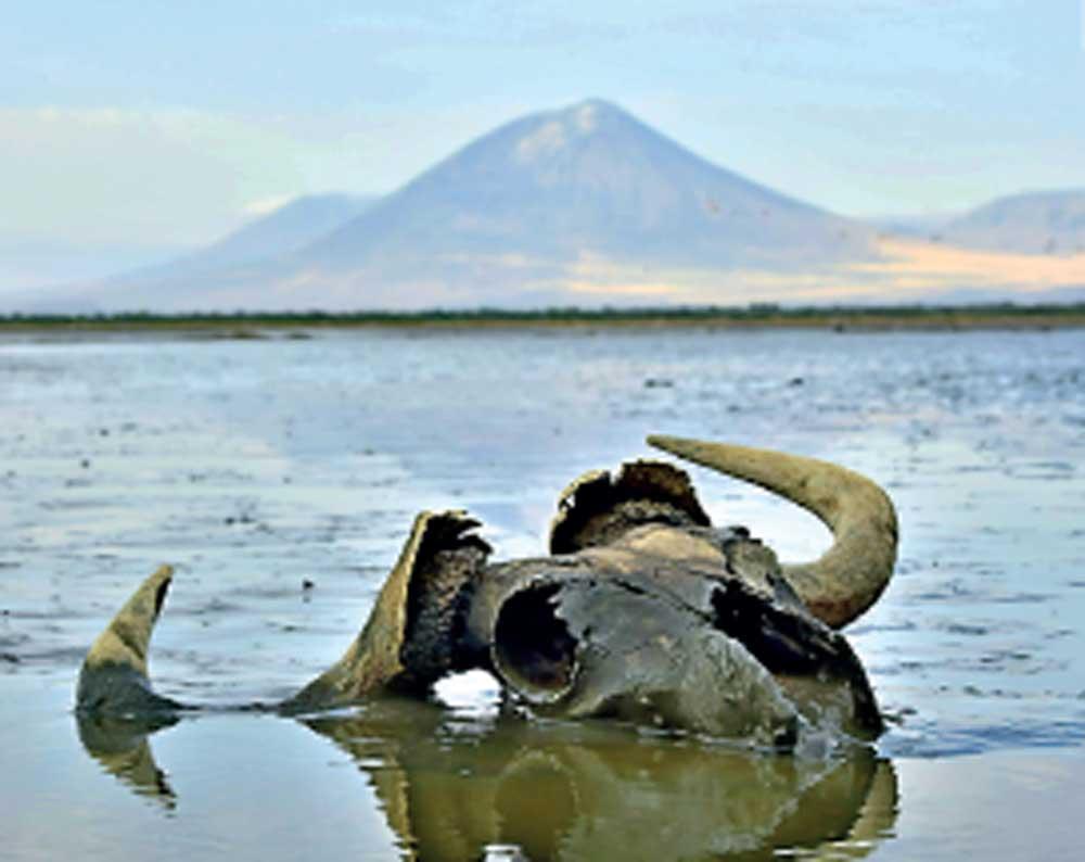 Bí ẩn hồ nước biến mọi sinh vật thành tượng đá ngay khi chạm vào - Ảnh 1