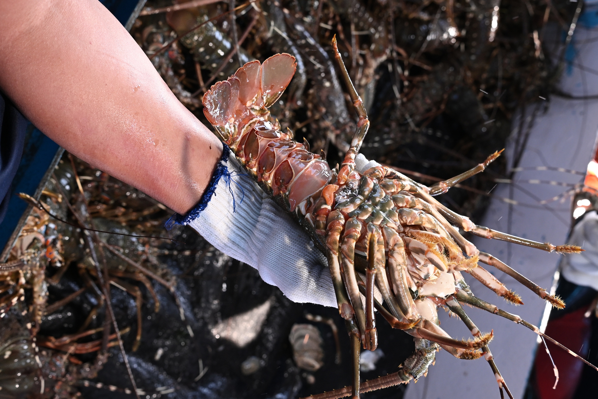 Trung Quốc mạnh tay mua tôm hùm của Việt Nam - Ảnh 1