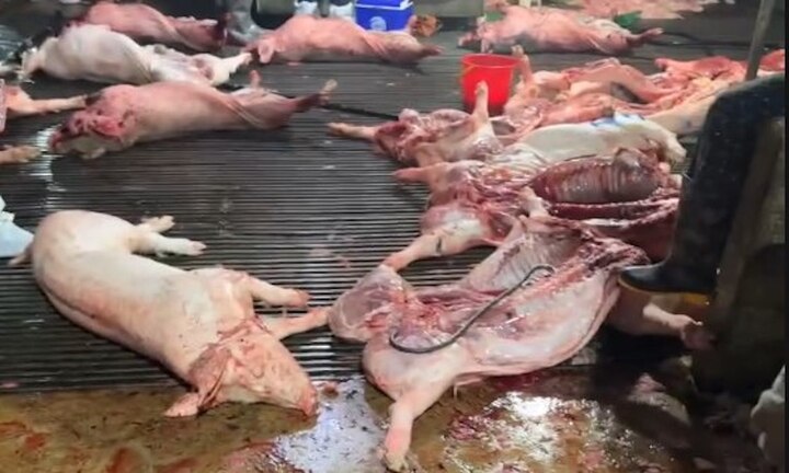 4 cán bộ thú y tiếp tay đưa 300 tấn heo bệnh vào trường học, chợ dân sinh Hà Nội thế nào? - Ảnh 2