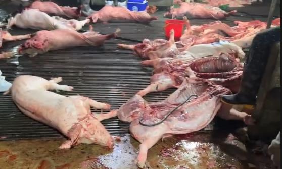 Khởi tố Chủ tịch, Tổng Giám đốc, Giám đốc, Kế toán, Trưởng phòng, đăng kiểm viên, cán bộ thú y, môi trường... - Ảnh 9