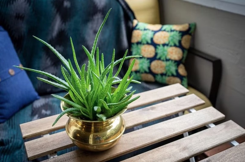 3 loại cây đặc biệt hợp với tuổi 30+: Biết trồng thì khỏe lên thấy rõ - Ảnh 2