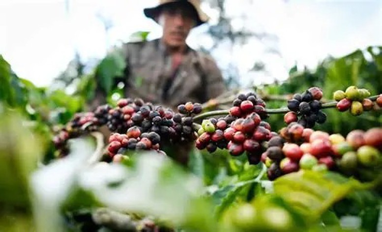 Kêu gọi doanh nghiệp chia sẻ khó khăn với nông dân trước biến động toàn cầu - Ảnh 1