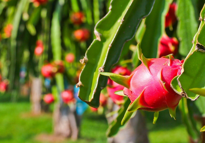 Bộ Nông nghiệp và Môi trường nói gì về tần suất kiểm tra của EU với thanh long từ Việt Nam? - Ảnh 1