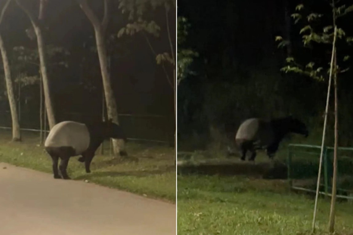 "Quái thú" có bước đi 'vang như tiếng vó ngựa' xuất hiện giữa phố, chuyên gia hé lộ: Chỉ còn 2.500 cá thể - Ảnh 1