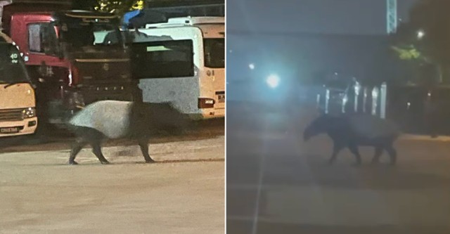 "Quái thú" có bước đi 'vang như tiếng vó ngựa' xuất hiện giữa phố, chuyên gia hé lộ: Chỉ còn 2.500 cá thể - Ảnh 3