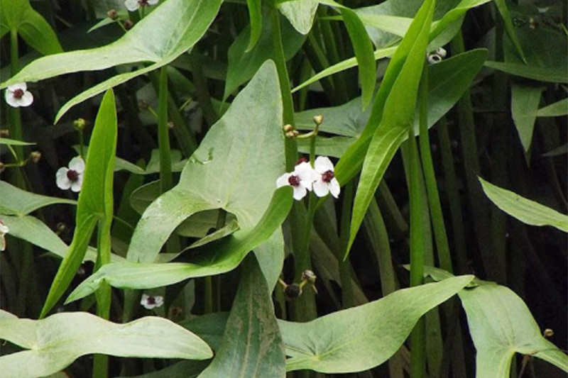 Cây rau mọc dại từng là thức ăn cho lợn, nay lên hàng "đặc sản", thậm chí giúp nông dân đổi đời - Ảnh 2