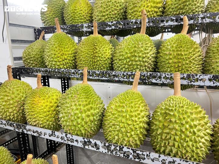 Nghịch lý giá sầu riêng, hàng cao cấp rẻ hơn loại phổ thông - Ảnh 3