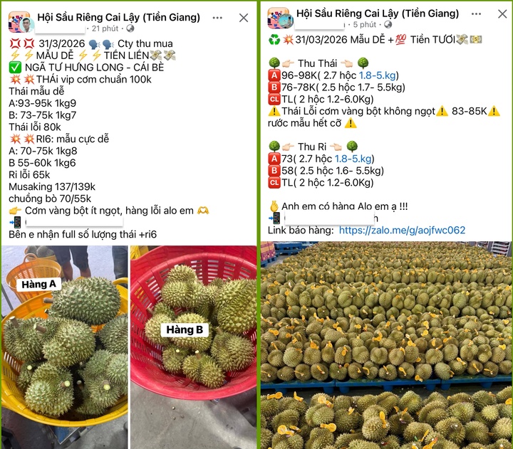 Sầu riêng giảm giá sâu, thương lái thu mua ồ ạt, nhà vườn neo cây chờ giá - Ảnh 2