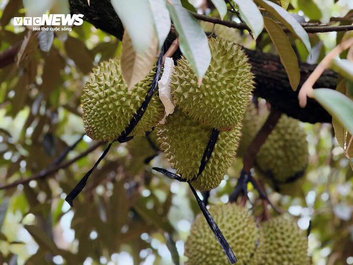 Sầu riêng giảm giá sâu, thương lái thu mua ồ ạt, nhà vườn neo cây chờ giá - Ảnh 3