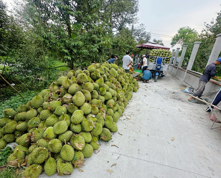 Sầu riêng giảm giá sâu, thương lái thu mua ồ ạt, nhà vườn neo cây chờ giá - Ảnh 1