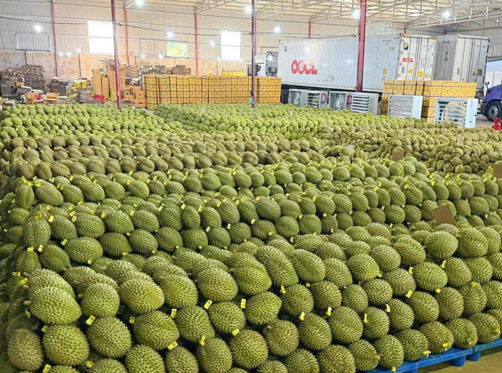 Sầu riêng giảm giá sâu, thương lái thu mua ồ ạt, nhà vườn neo cây chờ giá - Ảnh 4