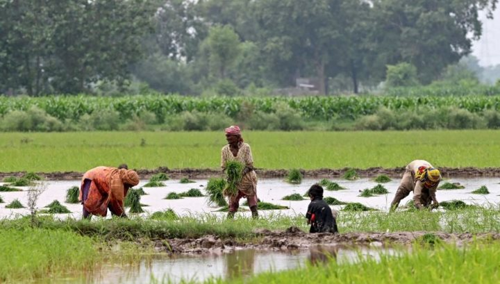 Quốc gia mua nhiều gạo Việt Nam nhất có động thái ‘lạ’ - Ảnh 1