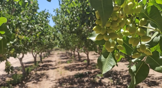 Đắt hơn sầu riêng, một loại nông sản của Việt Nam bất ngờ xuất khẩu bùng nổ ngay đầu năm - Ảnh 1