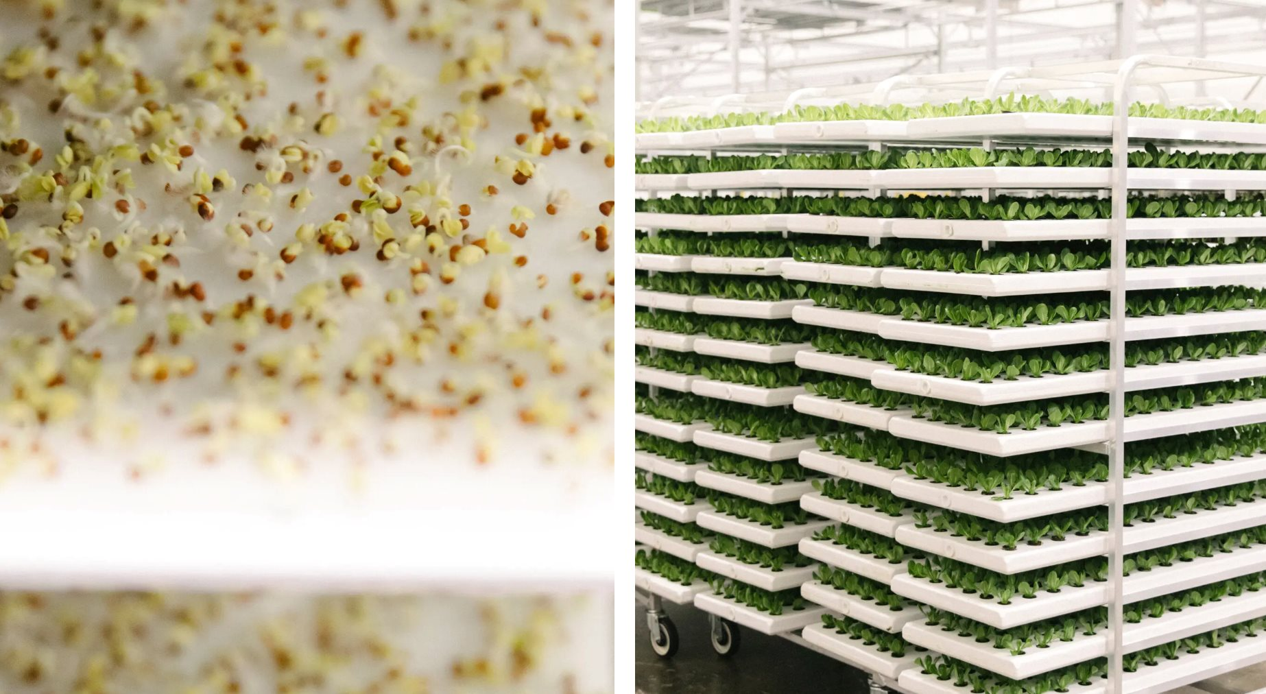 Cú rơi của những 'kỳ lân xanh': Phá sản dù từng huy động hàng trăm triệu USD, số công ty sống sót chỉ còn phân nửa - Ảnh 2