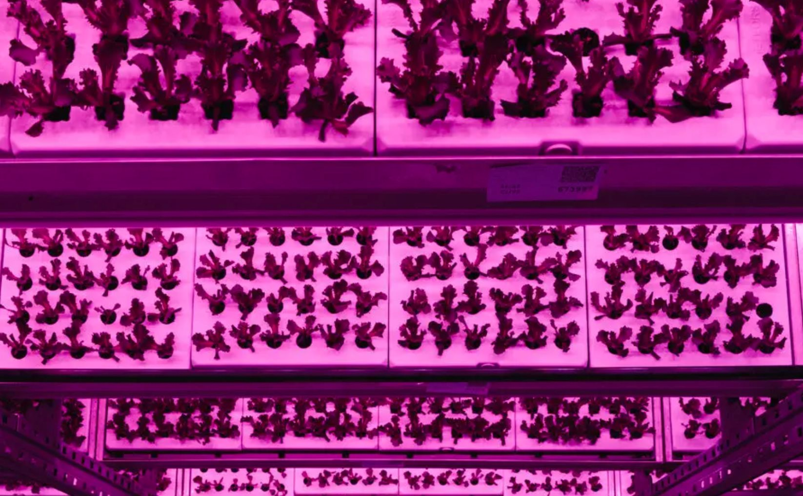 Cú rơi của những 'kỳ lân xanh': Phá sản dù từng huy động hàng trăm triệu USD, số công ty sống sót chỉ còn phân nửa - Ảnh 3