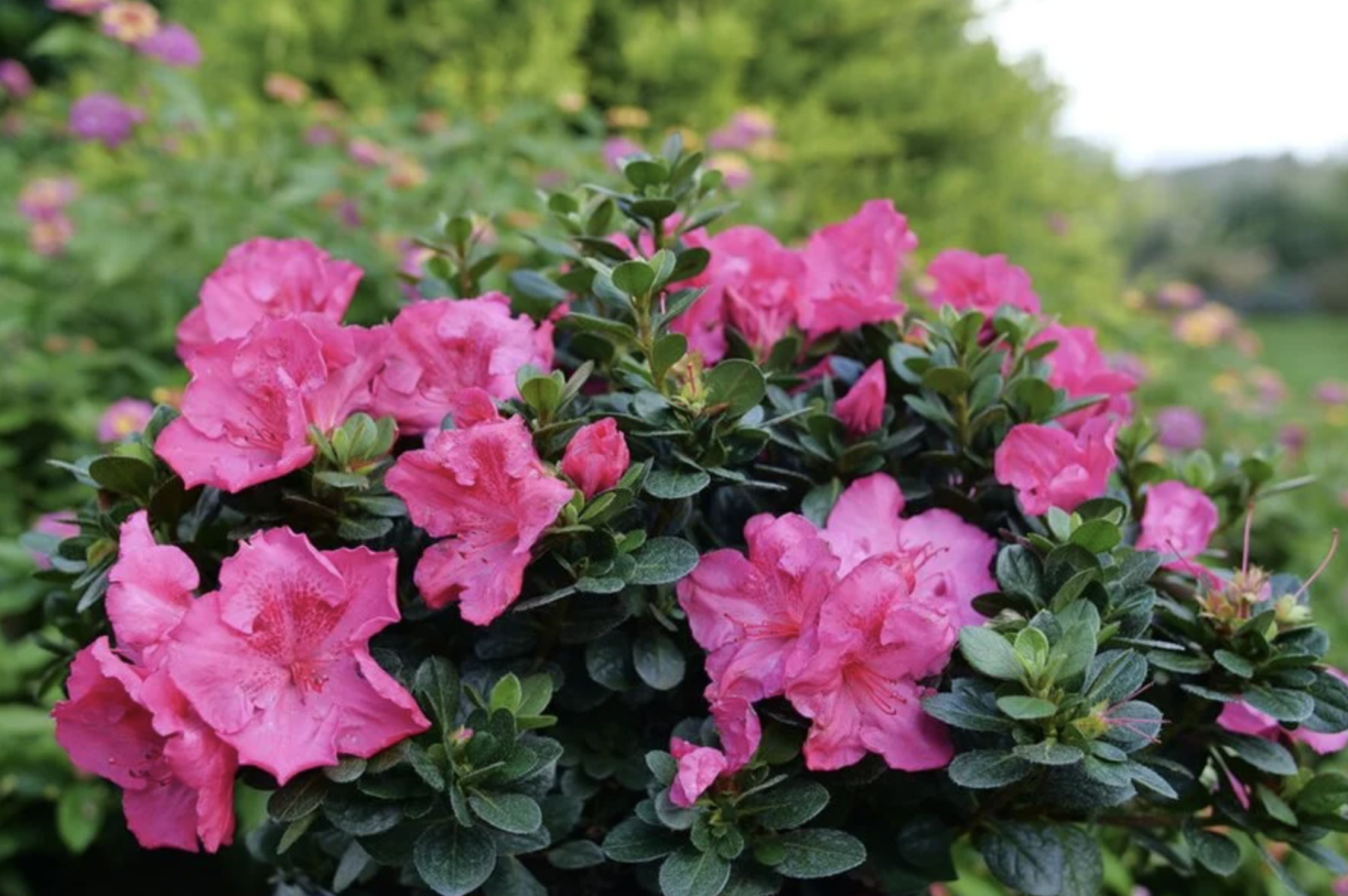 Loại cây nên trồng ngay bây giờ: Đẹp thanh lịch, ấn tượng "suốt đời" - Ảnh 1