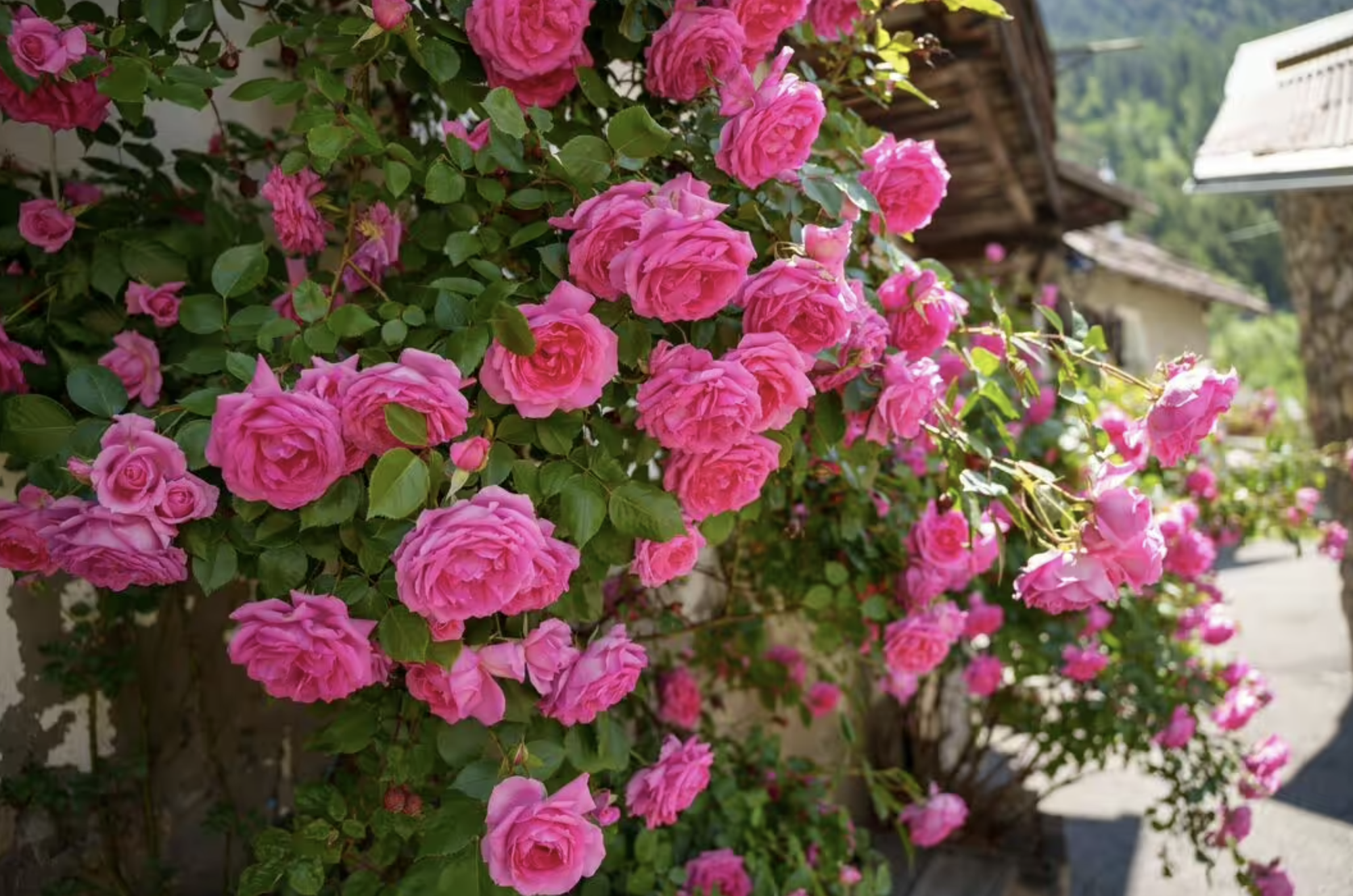 Loại cây nên trồng ngay bây giờ: Đẹp thanh lịch, ấn tượng "suốt đời" - Ảnh 2