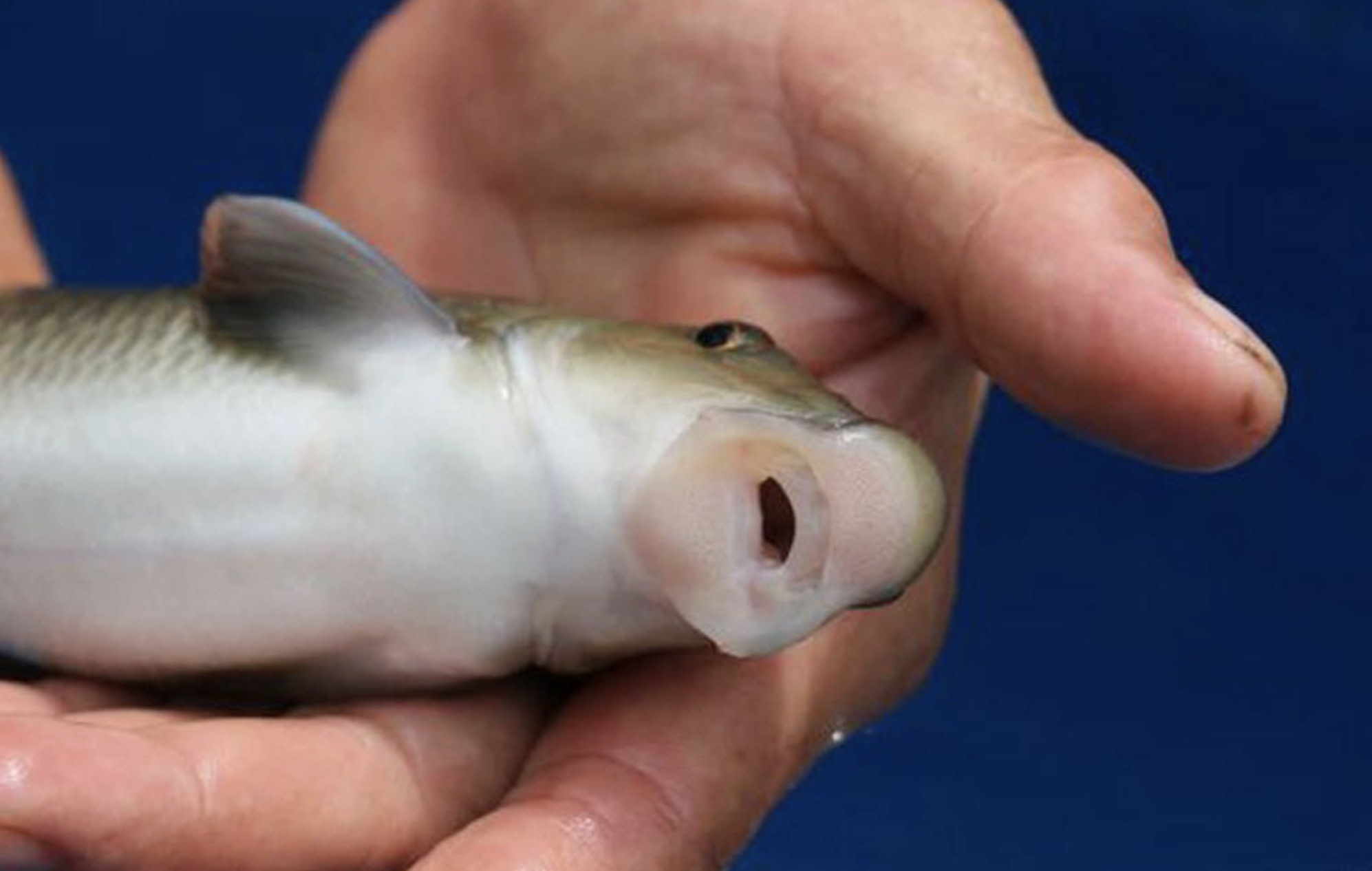 Giá chục triệu 1 kg, "thuỷ quái mõm lợn" ở Phú Thọ chỉ vua chúa và giới quý tộc mới được ăn - Ảnh 2