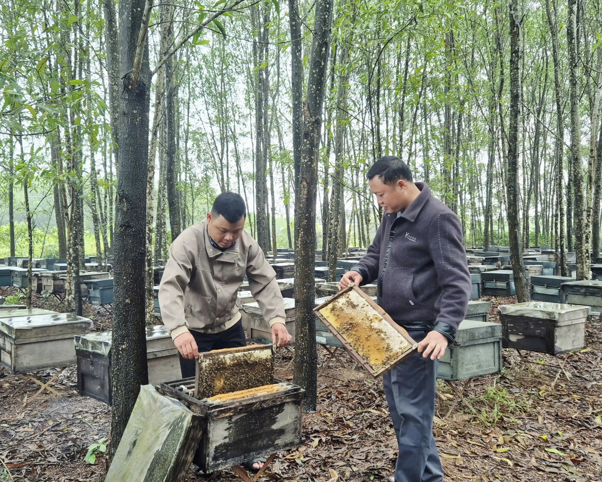 Ít ai ngờ sản vật quen thuộc của nông dân Việt lại xuất khẩu sang Mỹ, châu Âu với doanh thu gần 20 tỷ/năm - Ảnh 1