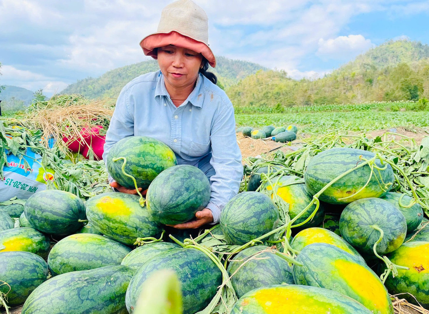 Dưa hấu rớt giá thê thảm, cắt lỗ 1.000 đồng/kg - Ảnh 3