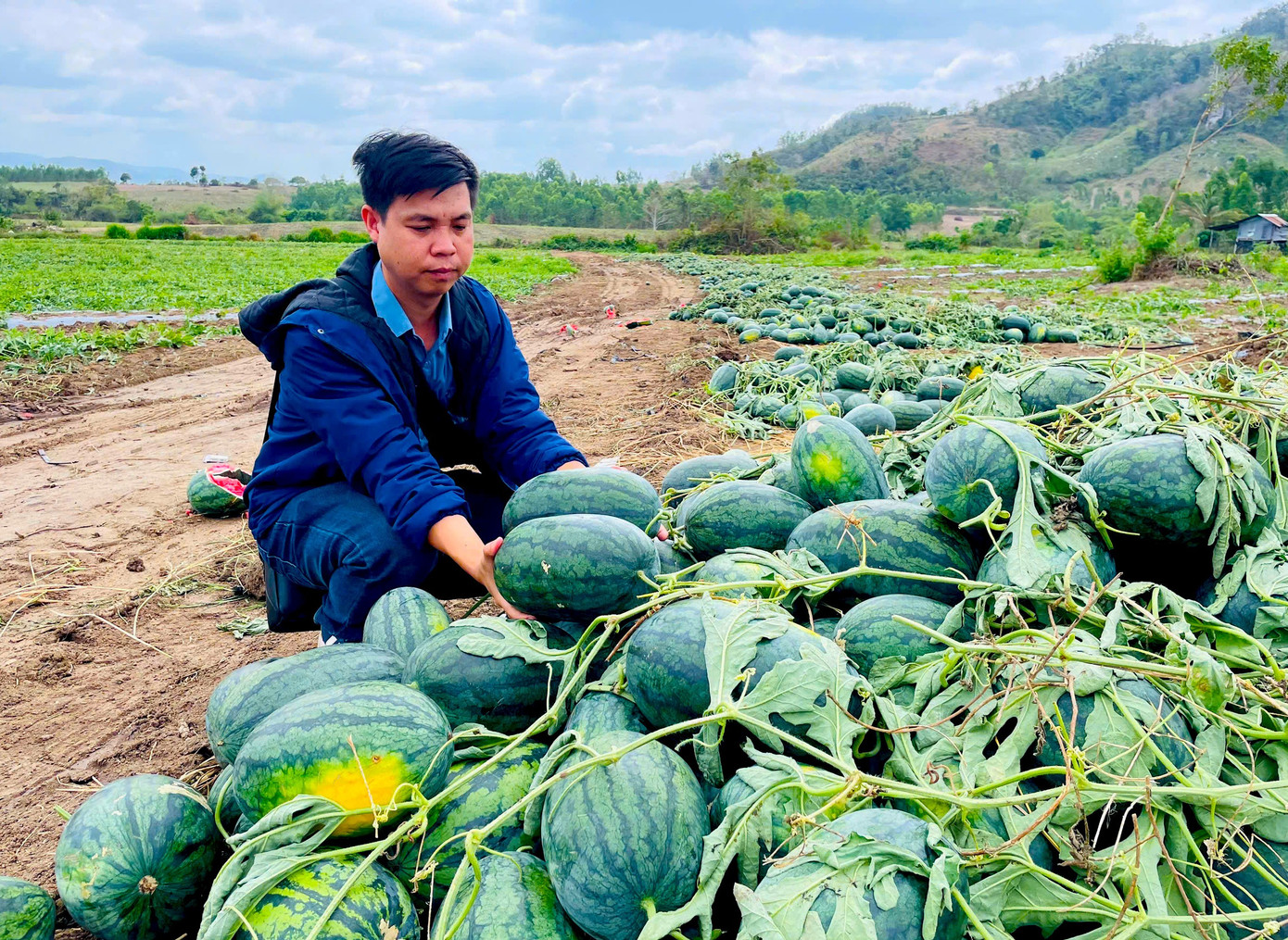 Dưa hấu rớt giá thê thảm, cắt lỗ 1.000 đồng/kg - Ảnh 1