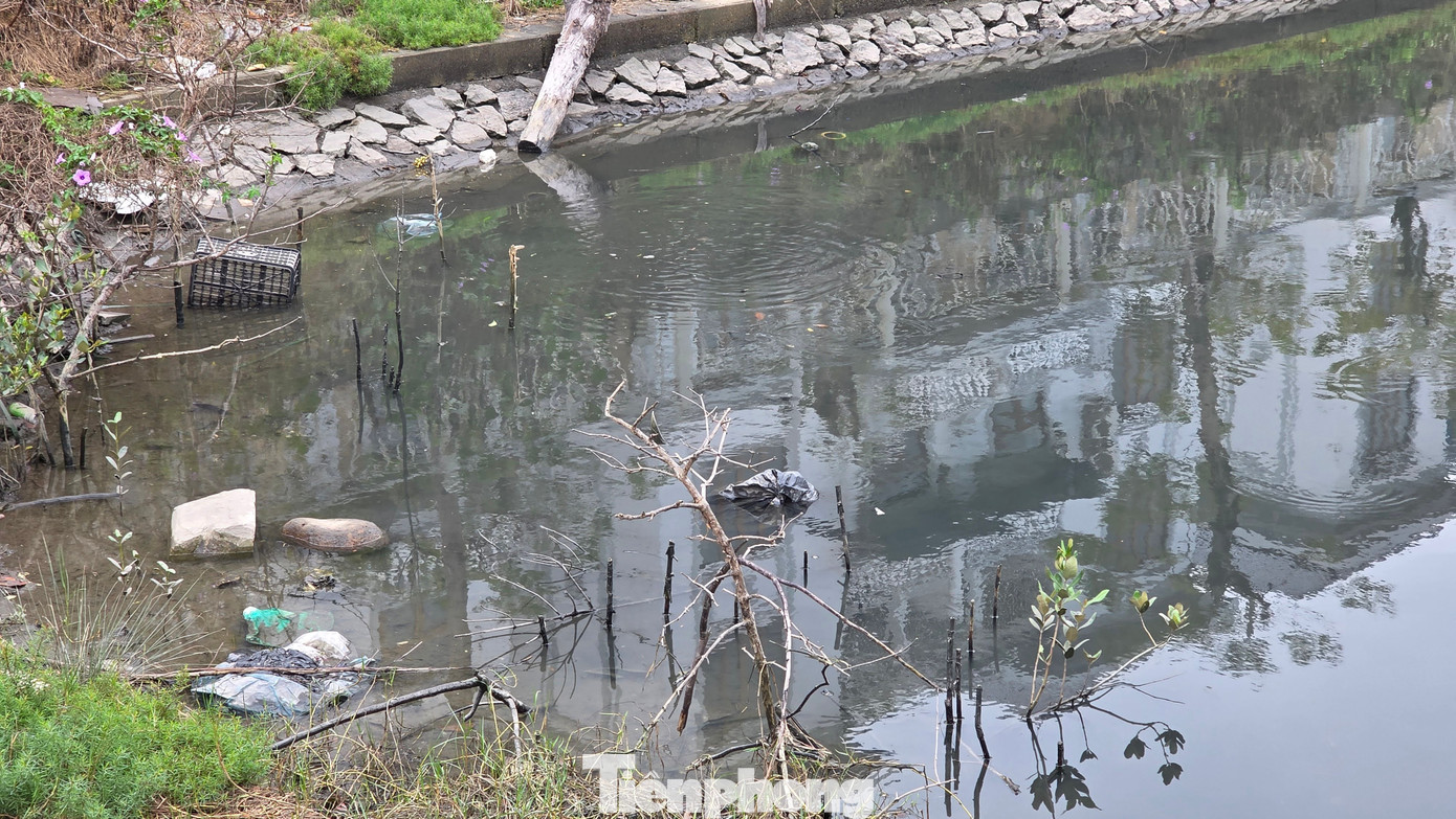 Cận cảnh ‘kênh khu nhà giàu’ ở Quảng Ninh ô nhiễm nặng - Ảnh 6