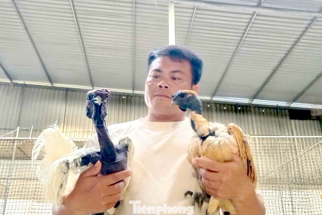 Người đàn ông kiếm bộn tiền từ gà 'mặt quỷ' - Ảnh 1