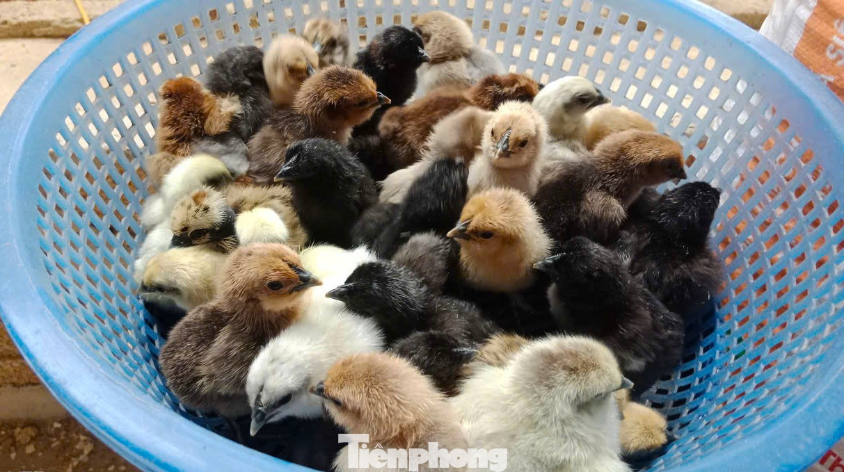 Người đàn ông kiếm bộn tiền từ gà 'mặt quỷ' - Ảnh 6